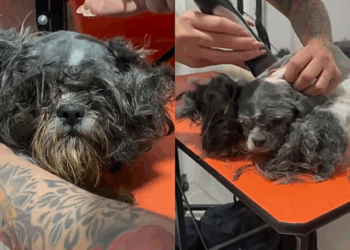 Resgatada grávida das ruas, mãezinha Shih Tzu tem transformação emocionante após tosa e acolhimento