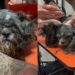 Resgatada grávida das ruas, mãezinha Shih Tzu tem transformação emocionante após tosa e acolhimento