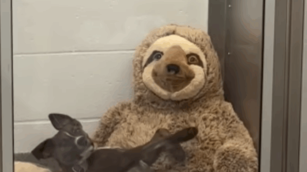 Sozinha na UTI, cachorrinha adota preguiça de pelúcia como abraço e vídeo viral muda sua vida para sempre