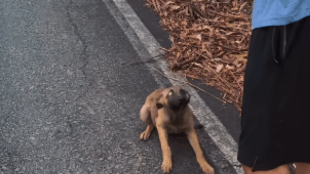 "Ele apostou a própria sorte": Cão de rua acompanha atletas por 28 km e tem o destino transformado