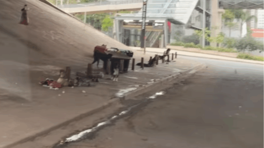 "Eles vêm antes de mim": mulher em situação de rua cria vila para cães em São Paulo