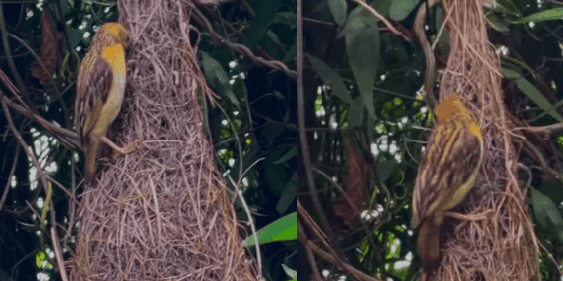 "Presente da natureza": pássaro constrói ninho em forma de balanço em residência na Índia e impressiona moradora com perfeição