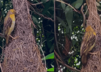 "Presente da natureza": pássaro constrói ninho em forma de balanço em residência na Índia e impressiona moradora com perfeição