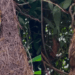 "Presente da natureza": pássaro constrói ninho em forma de balanço em residência na Índia e impressiona moradora com perfeição