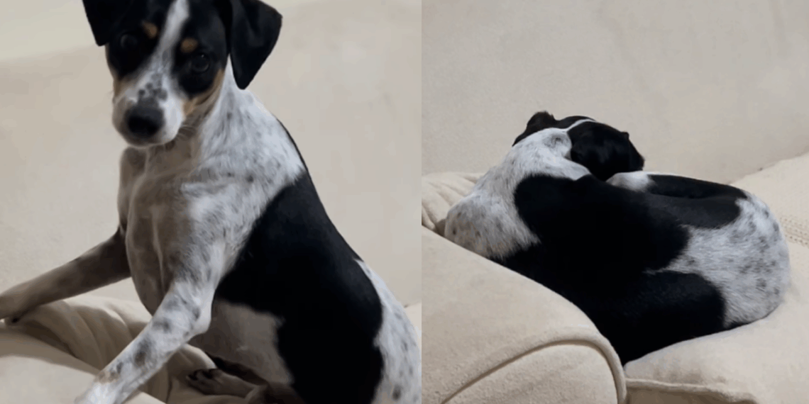 Cachorro escolhe família durante corrida: a história emocionante que viralizou nas redes