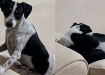 Cachorro escolhe família durante corrida: a história emocionante que viralizou nas redes