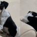 Cachorro escolhe família durante corrida: a história emocionante que viralizou nas redes