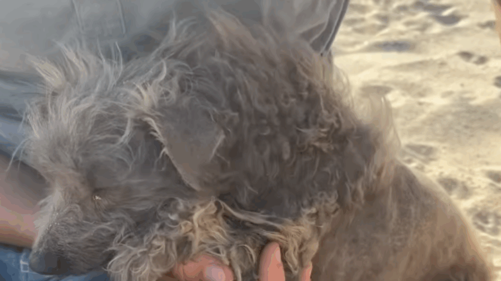 “O resgate foi só o primeiro passo”: Voluntários se surpreendem com medo persistente de cão traumatizado
