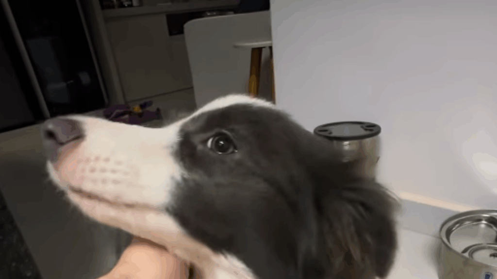 Médico adota duas border collies, até tutor perceber o que estava faltando: "Quero o dinheiro de volta"