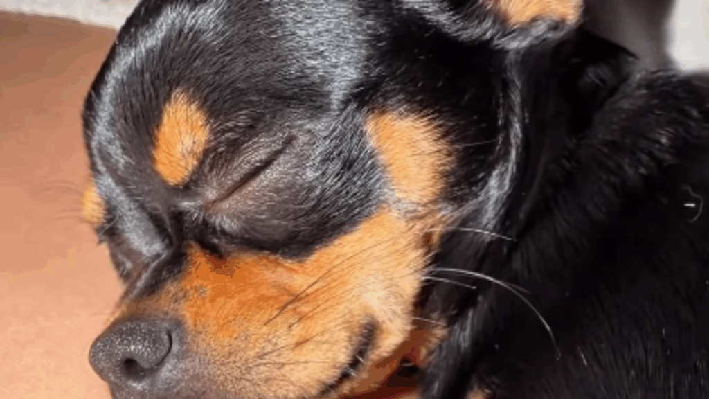 "A coisa mais linda que meus olhos viram hoje": após nove meses, chihuahua finalmente recebe o colo que tanto esperava