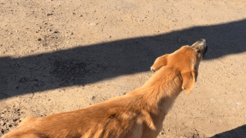“Meu herói anda de bicicleta”: O emocionante resgate de vira-lata caramelo encontrada faminta à beira de estrada no Rio Grande do Sul