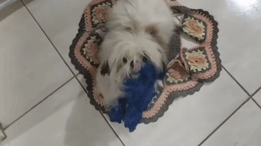 "Chega da igreja e encontra a casa desse jeito": shih-tzu ataca lata de tinta e vira 'cachorra Avatar'