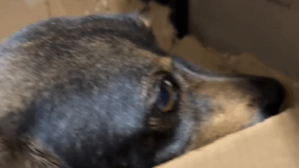 'Por favor, devolva meus bebês': gata aguarda que cachorrinha com gravidez psicológica devolva os filhotes