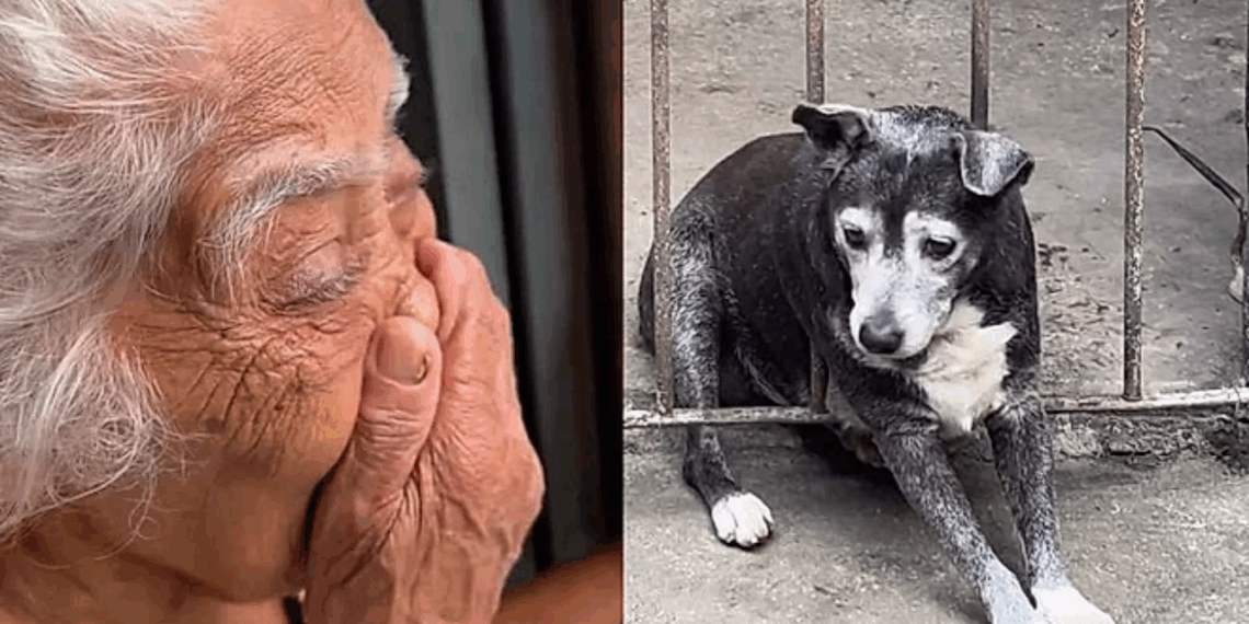 Avó se desespera ao ver cachorrinha presa após se assustar com fogos, e bombeiros fazem de tudo para salvá-la
