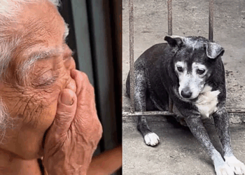 Avó se desespera ao ver cachorrinha presa após se assustar com fogos, e bombeiros fazem de tudo para salvá-la
