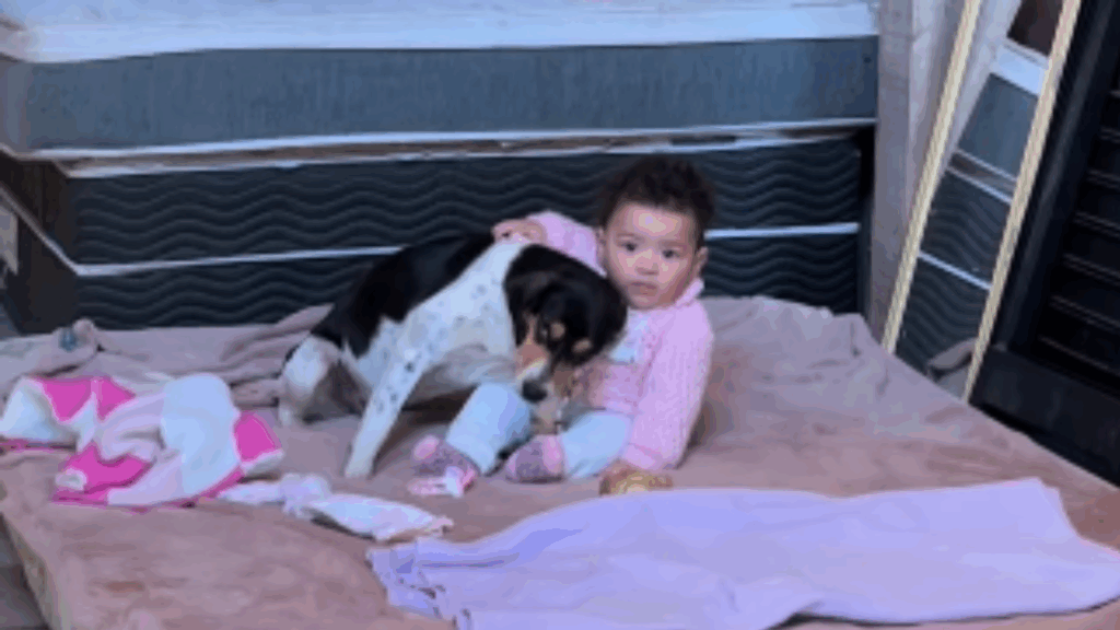 “Ela ama animais”: Família se distrai por um minuto e encontra bebê cercada por cachorra desconhecida em chalé