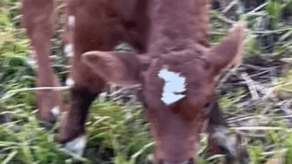 "Vida no campo e suas surpresas": bezerro salvo de urubus ganha amor e leite de mãe adotiva inesperada