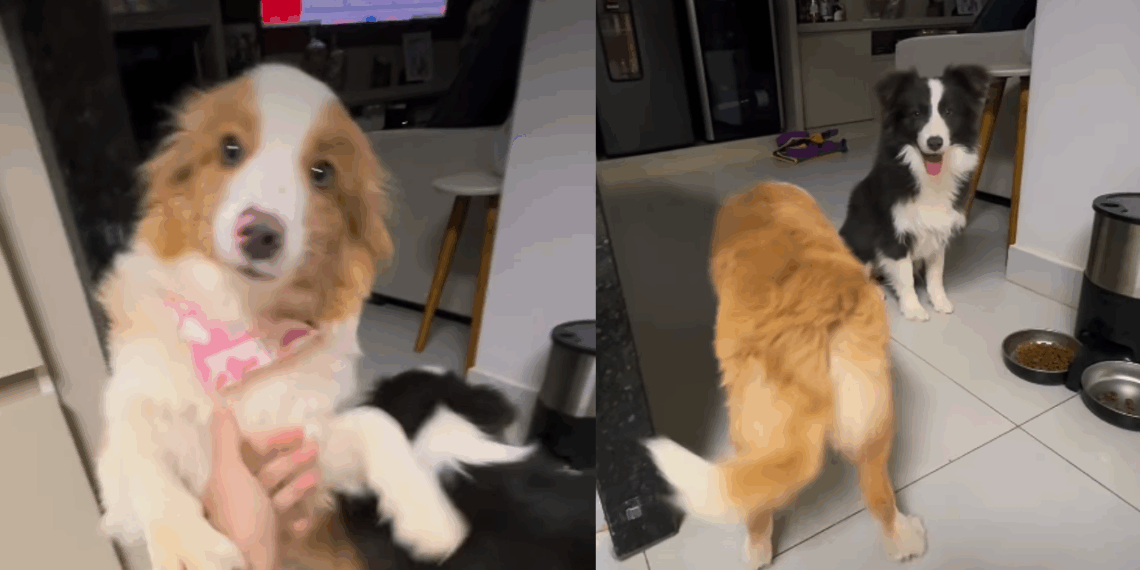 Médico adota duas border collies, até tutor perceber o que estava faltando: "Quero o dinheiro de volta"