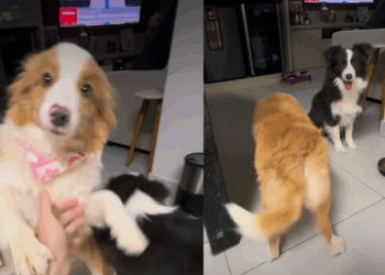 Médico adota duas border collies, até tutor perceber o que estava faltando: "Quero o dinheiro de volta"