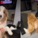 Médico adota duas border collies, até tutor perceber o que estava faltando: "Quero o dinheiro de volta"