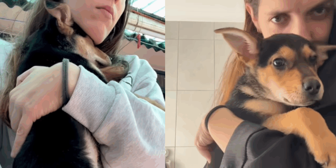 “A alegria durou apenas dois dias”: o caso do cão devolvido por um arranhão acidental