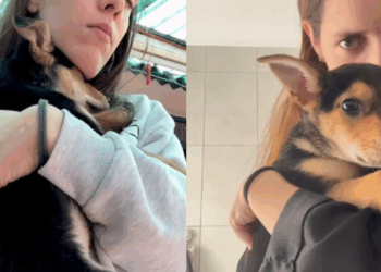 “A alegria durou apenas dois dias”: o caso do cão devolvido por um arranhão acidental