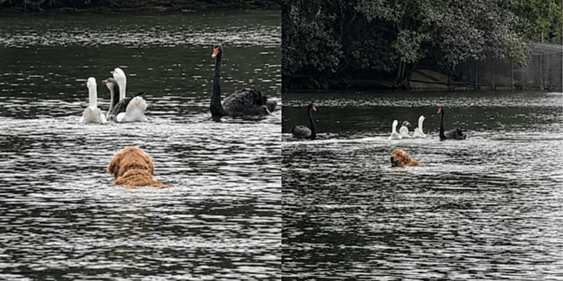 "Bob, volta aqui!": tutora cai no barro, golden retriever foge e realiza o sonho de perseguir patos no Ibirapuera
