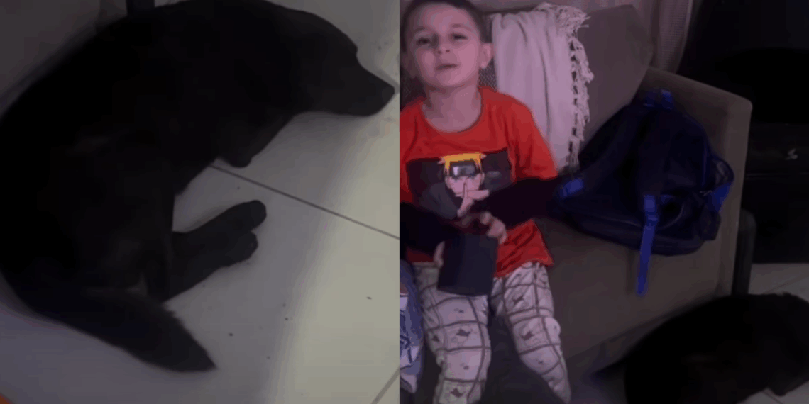 “Eu disse que esse ia ser meu pet agora”: Menino surpreende mãe ao adotar vira-lata por conta própria