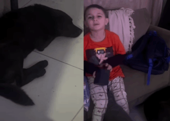 “Eu disse que esse ia ser meu pet agora”: Menino surpreende mãe ao adotar vira-lata por conta própria