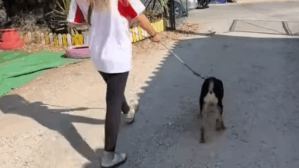 “Falaram que ele pulou e arranhou uma criança”: protetora não crê em motivo de devolução