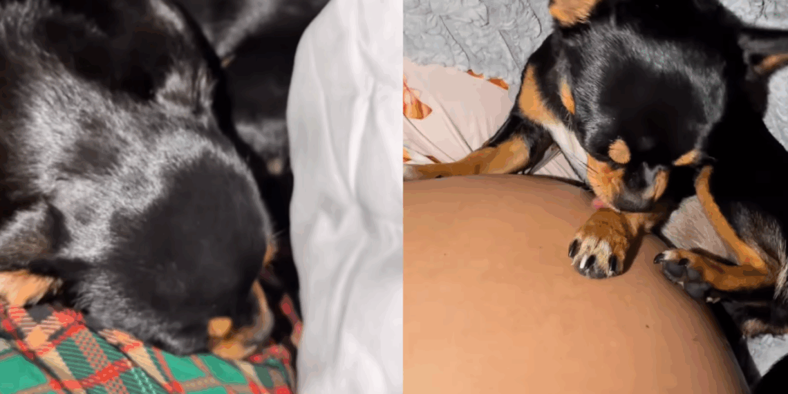 "A coisa mais linda que meus olhos viram hoje": após nove meses, chihuahua finalmente recebe o colo que tanto esperava