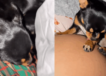 "A coisa mais linda que meus olhos viram hoje": após nove meses, chihuahua finalmente recebe o colo que tanto esperava