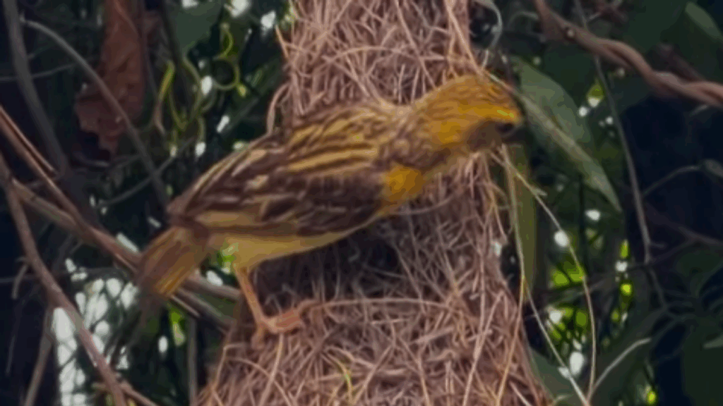 "Presente da natureza": pássaro constrói ninho em forma de balanço em residência na Índia e impressiona moradora com perfeição