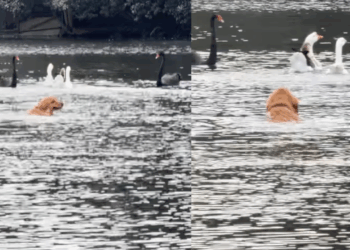 Tutora escorrega no barro e golden retriever aproveita para nadar atrás de gansos no Ibirapuera