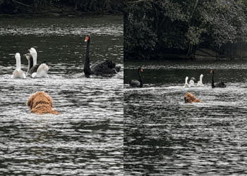 "Bob, volta aqui!": tutora cai no barro, golden retriever foge e realiza o sonho de perseguir patos no Ibirapuera