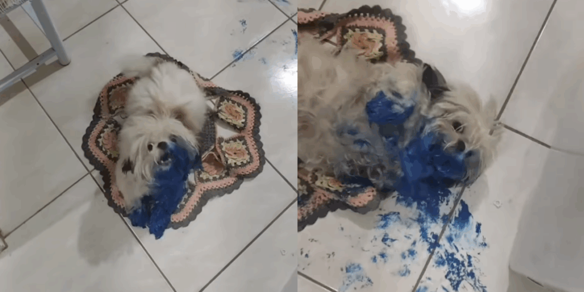 "Chega da igreja e encontra a casa desse jeito": shih-tzu ataca lata de tinta e vira 'cachorra Avatar'
