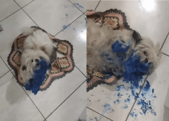 "Chega da igreja e encontra a casa desse jeito": shih-tzu ataca lata de tinta e vira 'cachorra Avatar'
