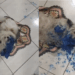 "Chega da igreja e encontra a casa desse jeito": shih-tzu ataca lata de tinta e vira 'cachorra Avatar'