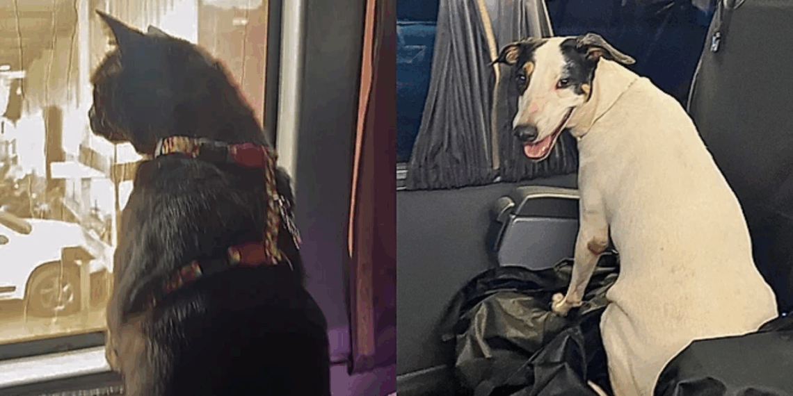 "9 cachorros, 9 gatos e 4.000 km": família freta ônibus para se mudar com todos os pets e gesto viraliza