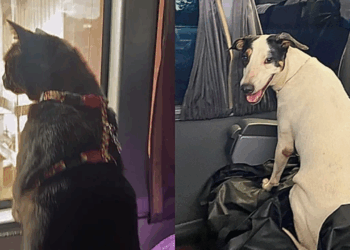 "9 cachorros, 9 gatos e 4.000 km": família freta ônibus para se mudar com todos os pets e gesto viraliza