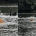 "Bob, volta aqui!": tutora cai no barro, golden retriever foge e realiza o sonho de perseguir patos no Ibirapuera