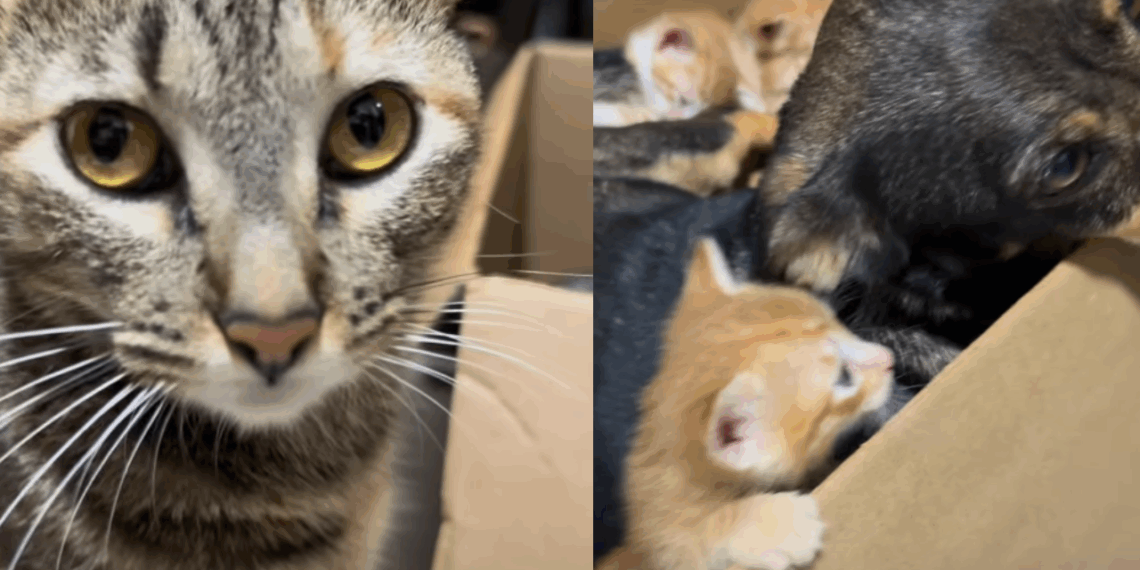 'Por favor, devolva meus bebês': gata aguarda que cachorrinha com gravidez psicológica devolva os filhotes