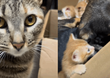 'Por favor, devolva meus bebês': gata aguarda que cachorrinha com gravidez psicológica devolva os filhotes