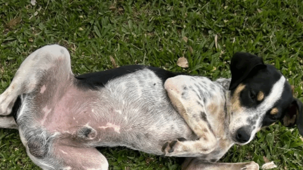 Cachorro escolhe família durante corrida: a história emocionante que viralizou nas redes