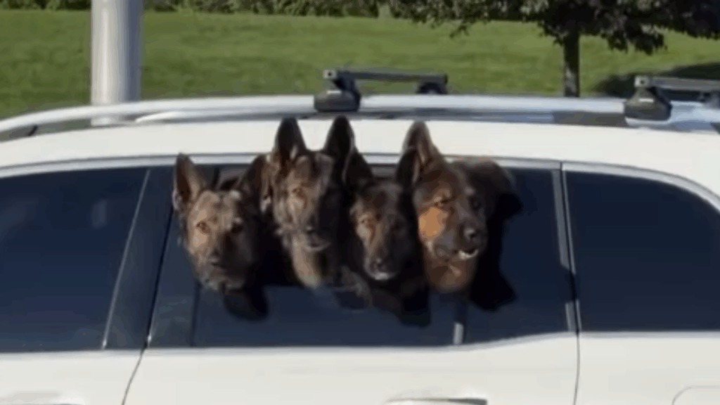 “O raro pastor alemão de quatro cabeças”: cães viralizam alinhados na janela do carro