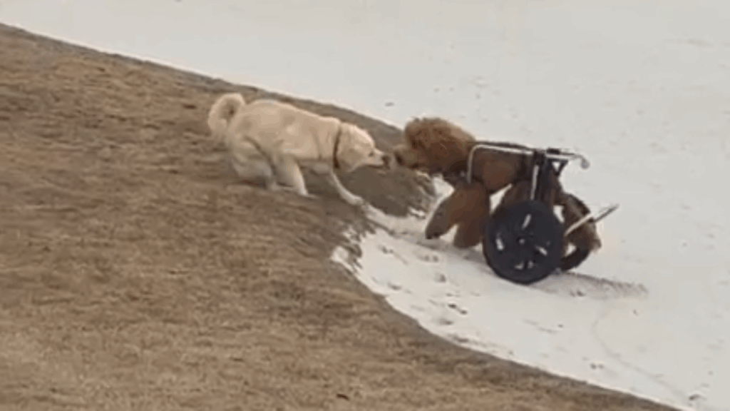"Uma história que vou contar para sempre": A emocionante amizade entre uma cachorrinha paraplégica e uma vira-lata resgatada