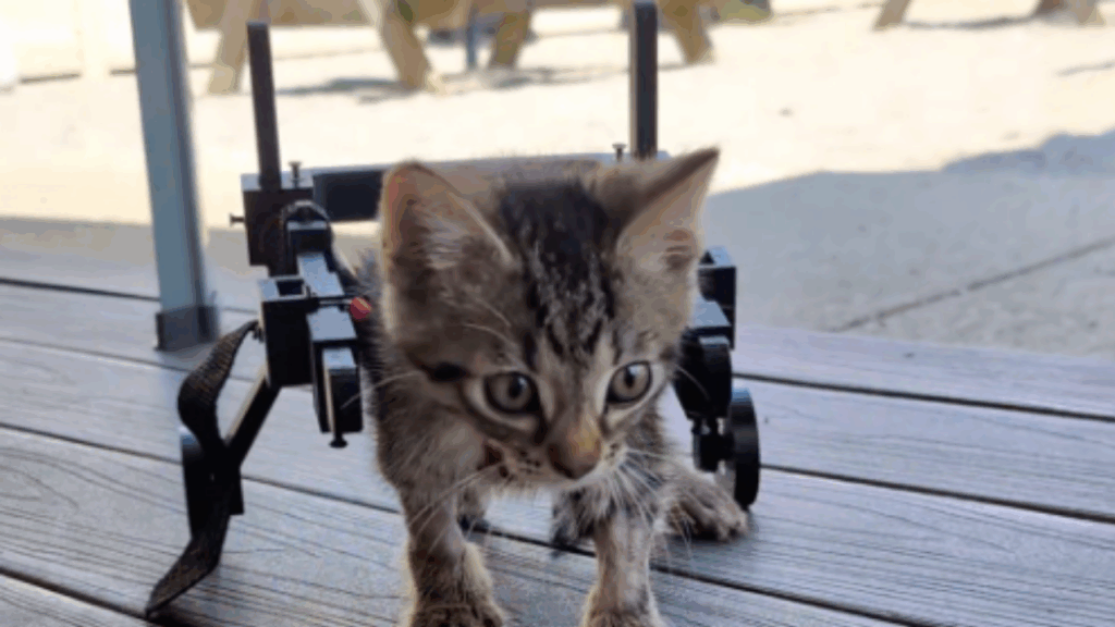 "Vida no campo e suas surpresas": veterinária usa carrinhos Hot Wheels e réguas para criar cadeira de rodas minúscula e ajudar gatinho paralítico