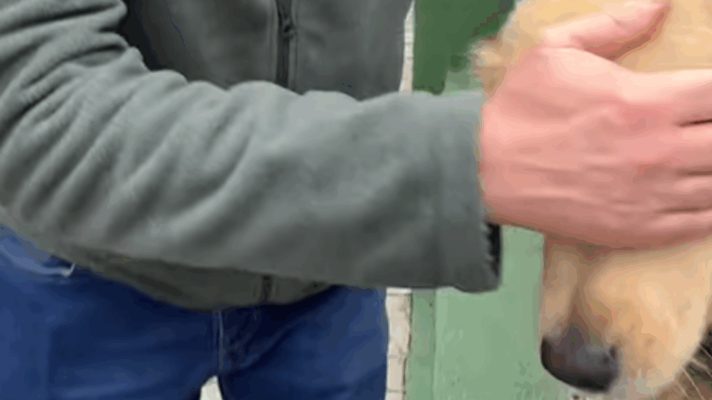 "Se tem placa, tem história": menina ignora aviso e vira "vítima" de golden retriever em SC