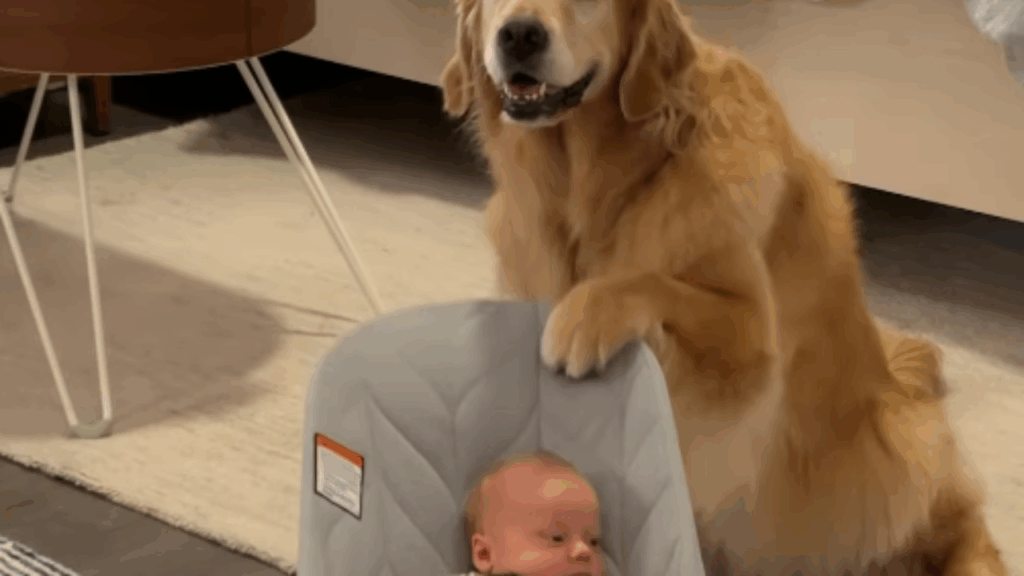 "A melhor babá de todas": casal treina golden retriever para chegada de bebê e cadela leva missão a sério