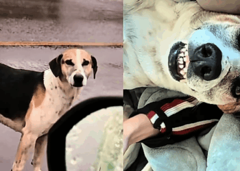 Jovem resgata cachorro na chuva e ganha 'sorrisinho banguela' como recompensa